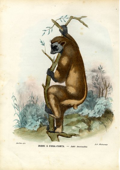 Indri, 1863-79 von Raimundo Petraroja